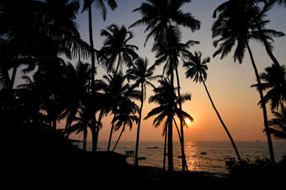 North Goa beaches India sunset over Anjuna Beach through the palm trees. Palm trees are in silhouette against the orange sky.