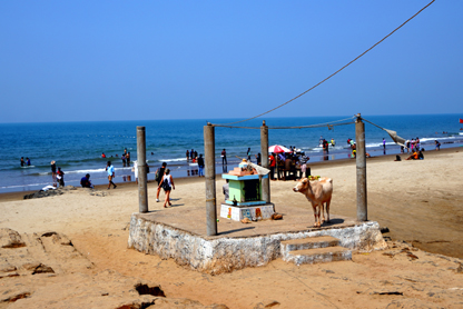 A cow stands by a shrine on Vagator Beach in North Goa India as people walk along the beach behind along the edge of the sea.