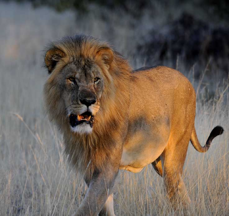 Male Lion in Etosha National Park Namibia