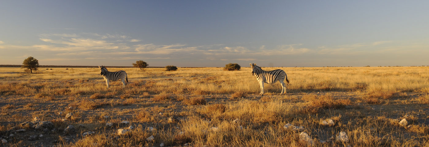 Landscape view in Etosha, a national park of Namibia