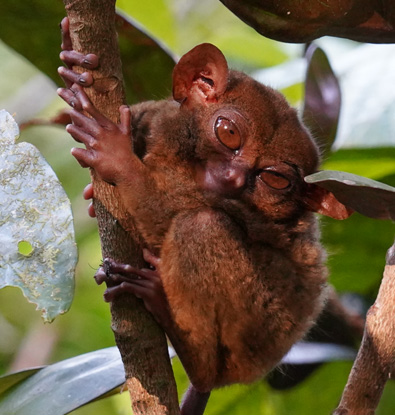 Cutest Tarsier ever in the Tarsier Sanctuary on Bohol Island Philippines